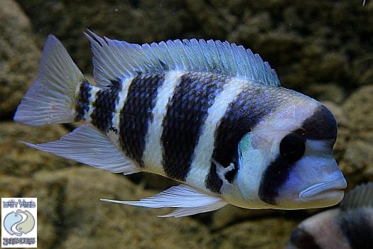Cyphotilapia frontosa 'Cape Kabogo'